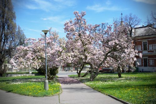 Kvetoucí stromy v Opavě